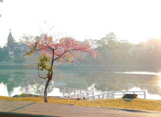 7 địa điểm du lịch Đà Lạt bạn không nên bỏ qua khi tới Đà Lạt