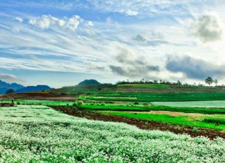 Bí quyết đi du lịch Mộc Châu mà không phải ai cũng biết