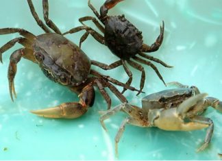 Tổng hợp các món ăn ngon từ cua đồng trong chuyến du lịch miền Tây