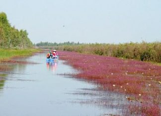 Khám phá hệ sinh thái phong phú bậc nhất tại khu du lịch Tràm Chim