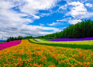 Tham quan du lịch Nhật Bản mùa hè vừa tiết kiệm vừa sôi động Tham quan du lịch Nhật Bản mùa hè vừa tiết kiệm vừa sôi động