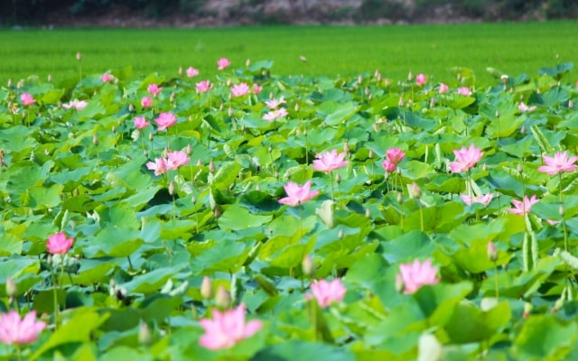 Cẩm nang du lịch: ăn gì, chơi gì, ở đâu Đồng Tháp